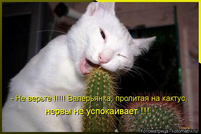 Котоматрица: - Не верьте !!!!! Валерьянка, пролитая на кактус, нервы не успокаивает !!!