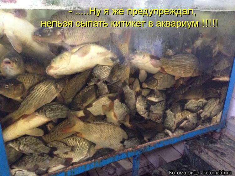 Котоматрица: - .....Ну я же предупреждал,  нельзя сыпать китикет в аквариум !!!!!