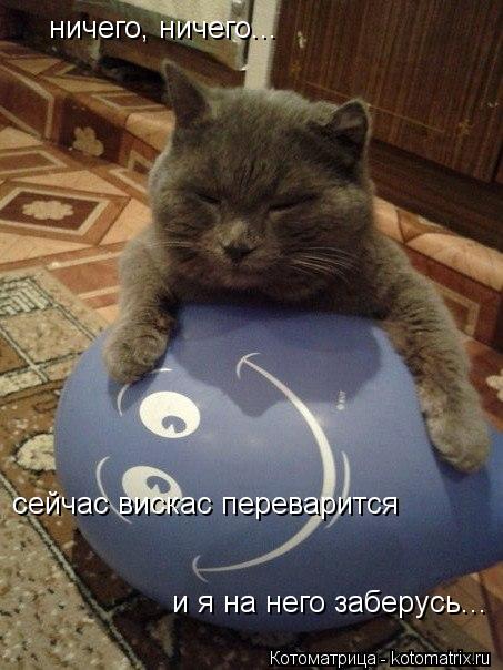 Котоматрица: ничего, ничего... сейчас вискас переварится и я на него заберусь...