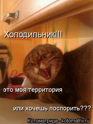 Котоматрица: Холодильник!!! это моя территория или хочешь поспорить???