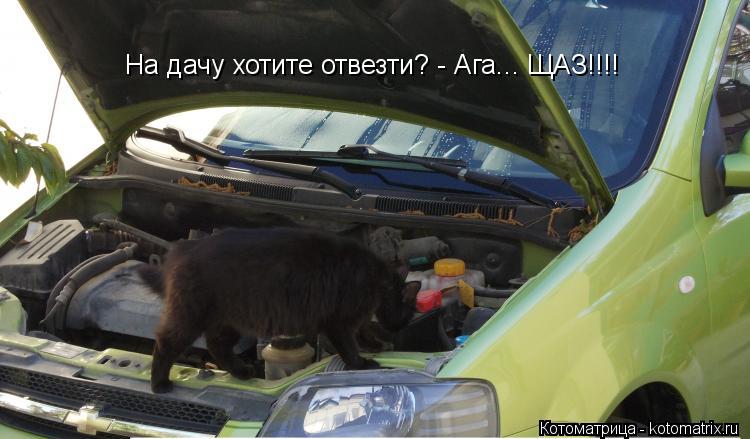 Котоматрица: На дачу хотите отвезти? - Ага... ЩАЗ!!!!