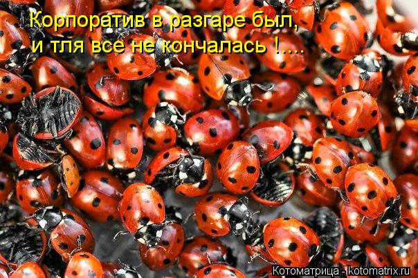 Котоматрица: Корпоратив в разгаре был, и тля все не кончалась !....