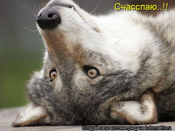 Котоматрица: Счасспаю..!!