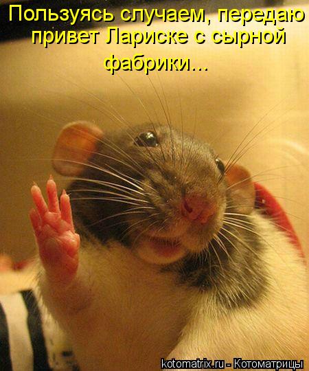 Котоматрица: Пользуясь случаем, передаю привет Лариске с сырной фабрики...