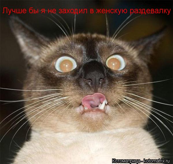 Котоматрица: Лучше бы я не заходил в женскую раздевалку