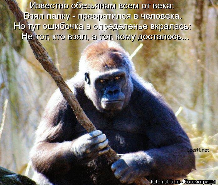Котоматрица: Известно обезьянам всем от века: Взял палку - превратился в человека. Но тут ошибочка в определенье вкралась: Не тот, кто взял, а тот, кому дос