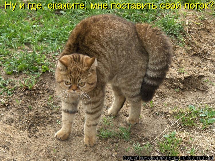 Котоматрица: Ну и где, скажите, мне поставить свой лоток?