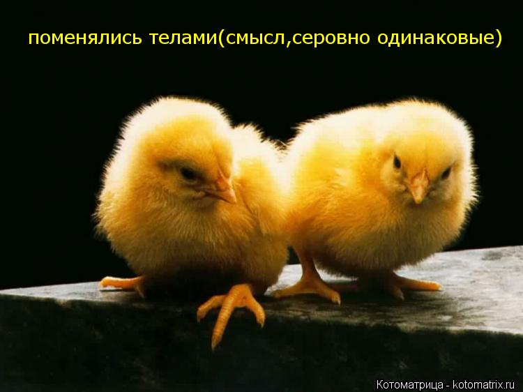 Котоматрица: поменялись телами(смысл,серовно одинаковые)