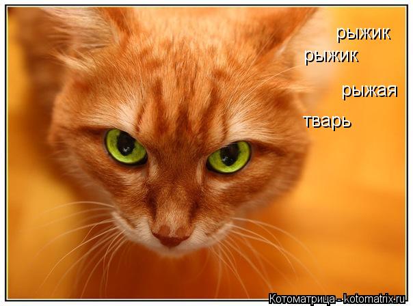 Котоматрица: рыжик   рыжик   рыжая тварь