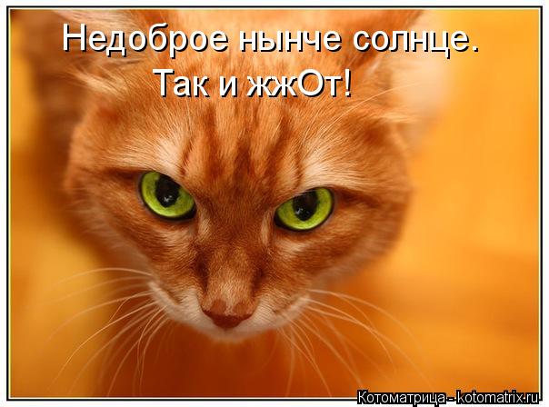 Котоматрица: Недоброе нынче солнце. Так и жжОт!
