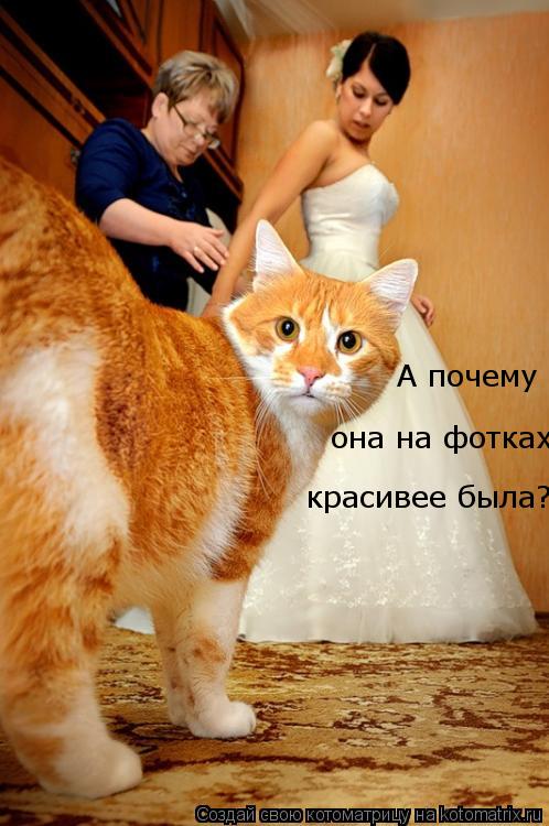 Котоматрица: А почему  она на фотках красивее была?