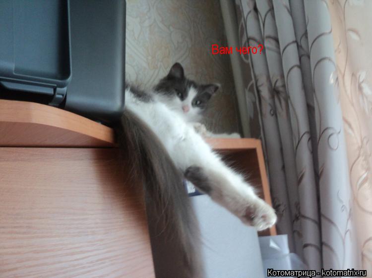 Котоматрица: Вам чего?