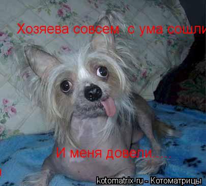 Котоматрица: Хозяева совсем  с ума сошли! И меня довели.....