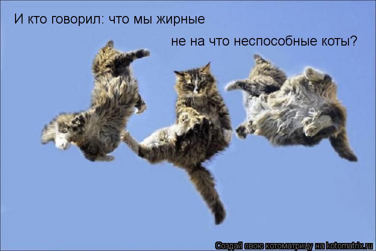 Котоматрица: И кто говорил: что мы жирные  не на что неспособные коты?