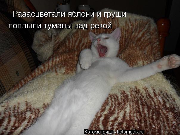 Котоматрица: Рааасцветали яблони и груши поплыли туманы над рекой