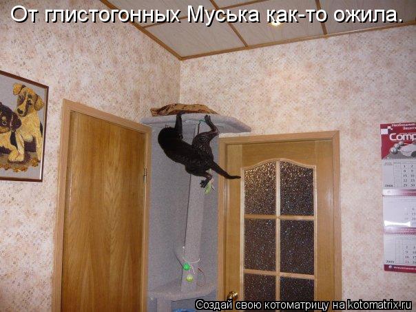 Котоматрица: От глистогонных Муська как-то ожила.