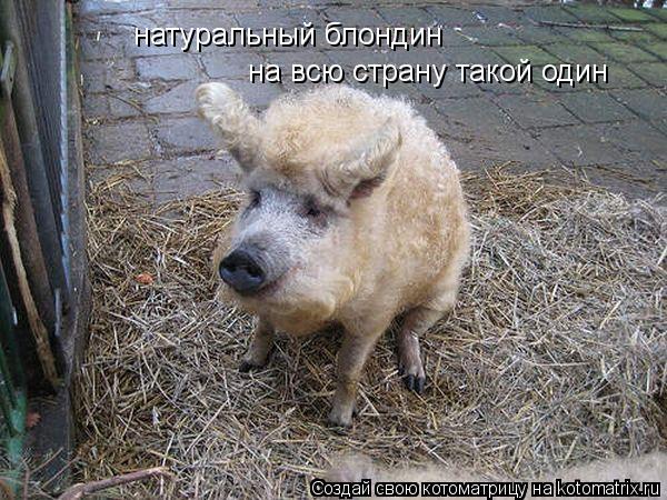 Котоматрица: натуральный блондин на всю страну такой один