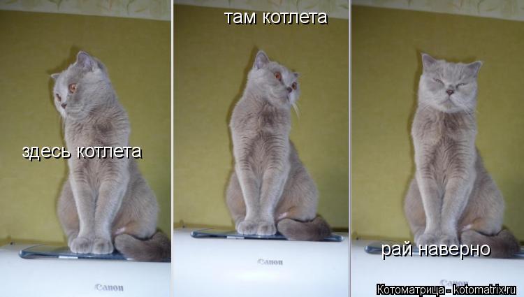 Котоматрица: здесь котлета там котлета рай наверно