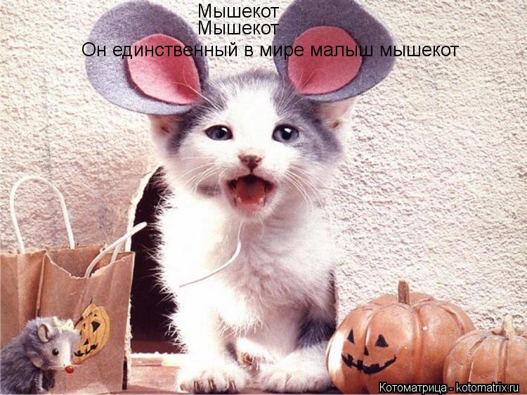 Котоматрица: Мышекот Мышекот Он единственный в мире малыш мышекот