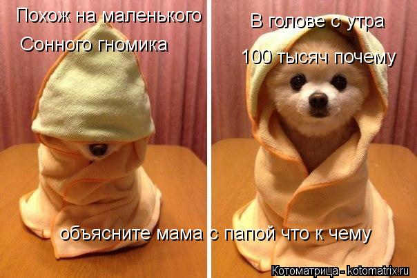 Котоматрица: Похож на маленького  Сонного гномика В голове с утра 100 тысяч почему объясните мама с папой что к чему