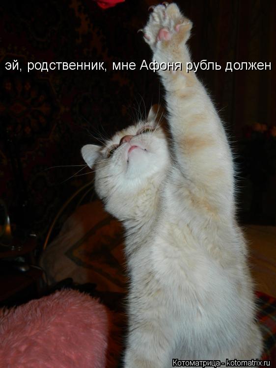Котоматрица: эй, родственник, мне Афоня рубль должен