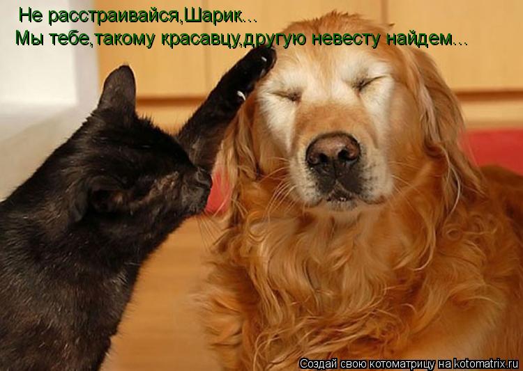 Котоматрица: Не расстраивайся,Шарик... Мы тебе,такому красавцу,другую невесту найдем...