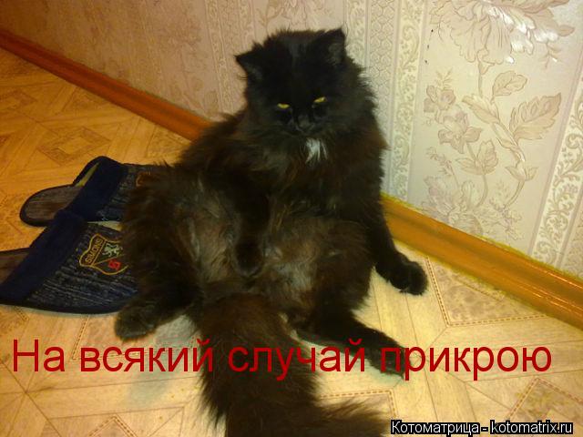 Котоматрица: На всякий случай прикрою