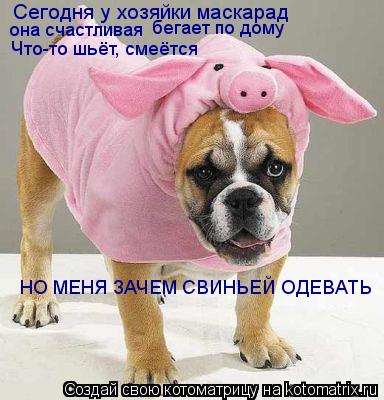 Котоматрица: Сегодня у хозяйки маскарад НО МЕНЯ ЗАЧЕМ СВИНЬЕЙ ОДЕВАТЬ она счастливая бегает по дому Что-то шьёт, смеётся