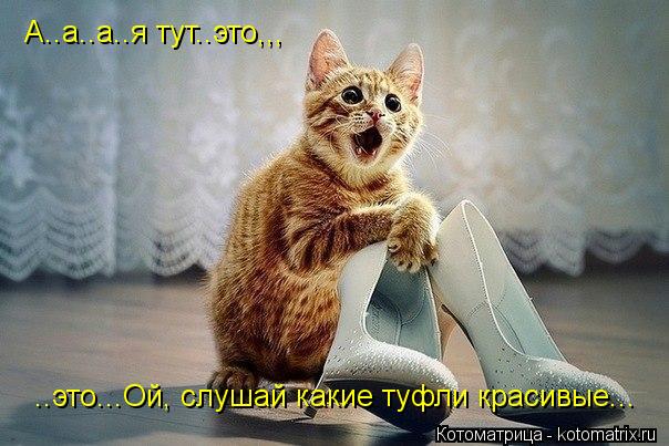 Котоматрица: ..это...Ой, слушай какие туфли красивые... А..а..а..я тут..это,,,