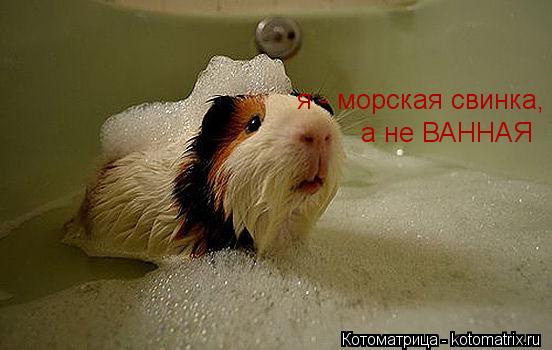 Котоматрица: я - морская свинка,  а не ВАННАЯ