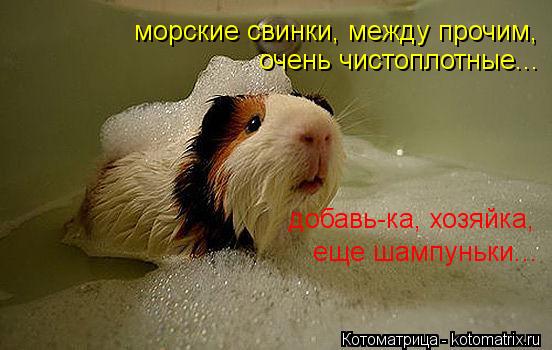 Котоматрица: морские свинки, между прочим,  очень чистоплотные... добавь-ка, хозяйка, еще шампуньки...