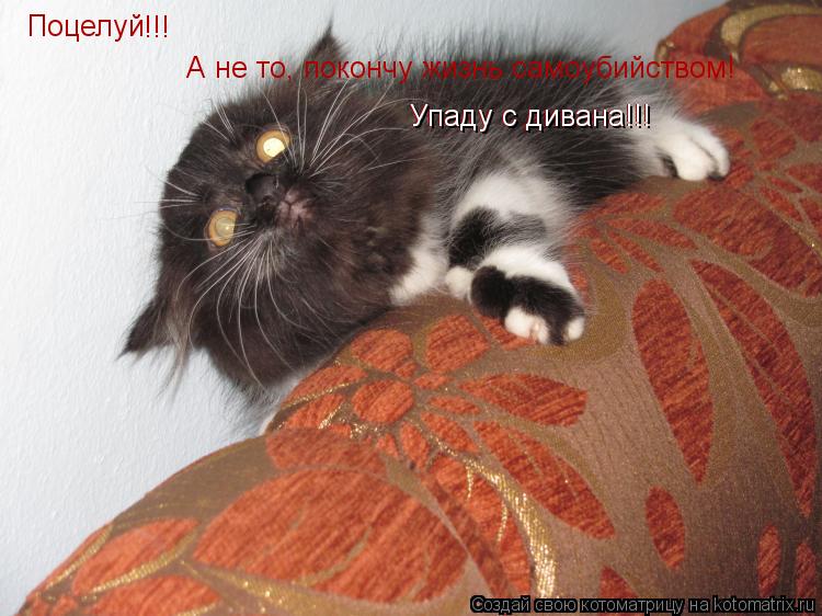 Котоматрица: Поцелуй  А не то, покончу жизнь самоубийством! Упаду с дивана!!! !!! Упаду с дивана!!!