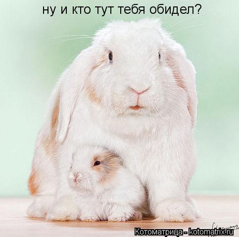 Котоматрица: ну и кто тут тебя обидел?