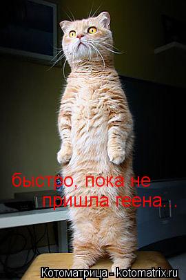 Котоматрица: быстро, пока не пришла геена...