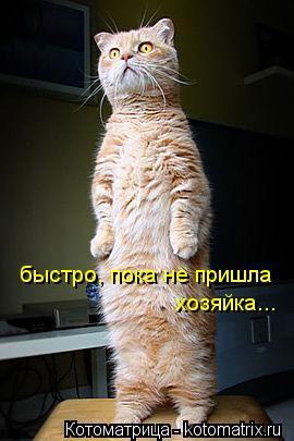 Котоматрица: быстро, пока не пришла хозяйка...