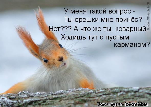 Котоматрица: У меня такой вопрос - Ты орешки мне принёс? Нет??? А что же ты, коварный, Ходишь тут с пустым карманом?