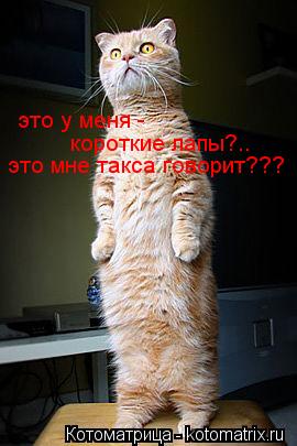 Котоматрица: это у меня - короткие лапы?.. это мне такса говорит???