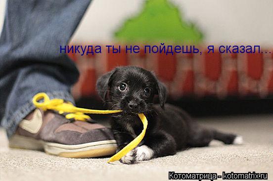 Котоматрица: никуда ты не пойдешь, я сказал...