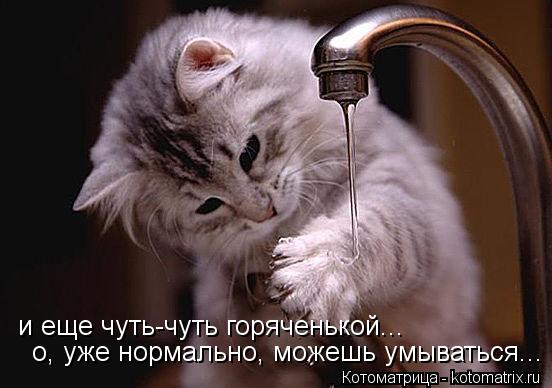 Котоматрица: и еще чуть-чуть горяченькой... о, уже нормально, можешь умываться...