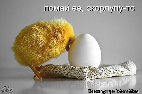 Котоматрица: ломай ее, скорлупу-то
