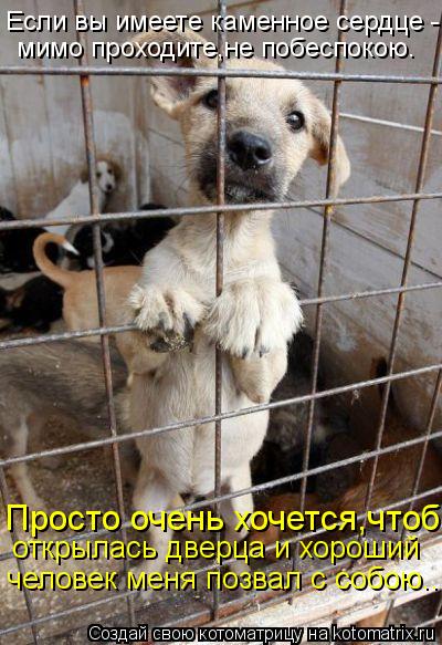 Котоматрица: Если вы имеете каменное сердце - мимо проходите,не побеспокою. Просто очень хочется,чтоб  открылась дверца и хороший человек меня позвал с с