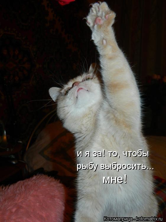 Котоматрица: и я за! то, чтобы рыбу выбросить... мне!