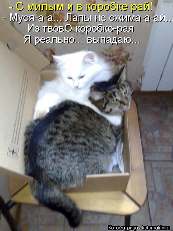 - С милым и в коробке рай! - Муся-а-а... Лапы не сжима-а-ай... Из твовО коробко-рая Я реально... выпа... Котоматрица: - С милым и в коробке рай! - Муся-а-а... Лапы не сжима-а-ай... Из твовО коробко-рая Я реально... выпадаю...