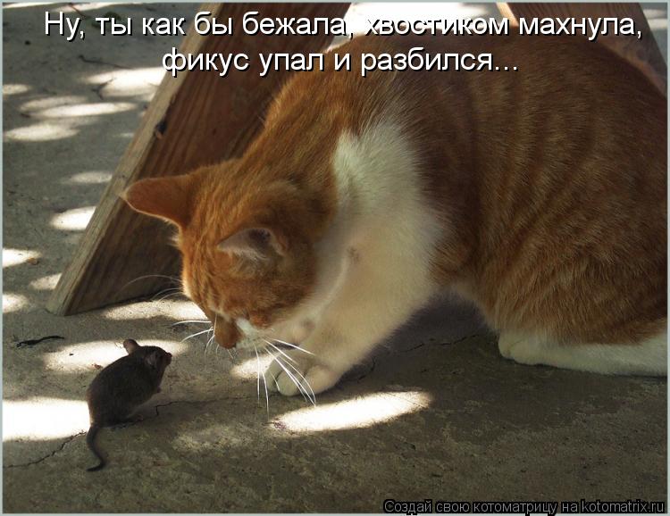 Ну, ты как бы бежала, хвостиком махнула, фикус упал и разбился...... Котоматрица: Ну, ты как бы бежала, хвостиком махнула, фикус упал и разбился...