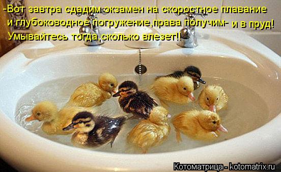 Котоматрица: -Вот завтра сдадим экзамен на скоростное плавание и глубоководное погружение,права получим- и в пруд! Умывайтесь тогда,сколько влезет!!