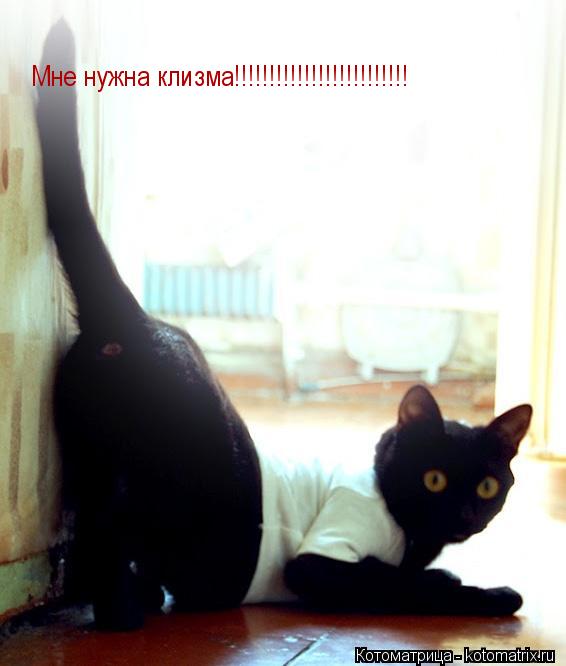 Котоматрица: Мне нужна клизма!!!!!!!!!!!!!!!!!!!!!!!!!