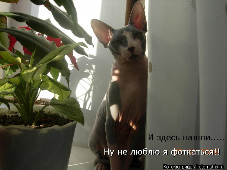 Котоматрица: И здесь нашли..... Ну не люблю я фоткаться!!