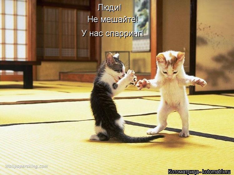 Котоматрица: Люди!  Не мешайте! У нас спарринг!
