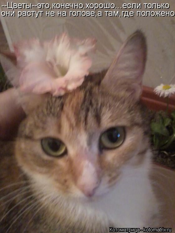 Котоматрица: --Цветы--это,конечно,хорошо...если только они растут не на голове,а там,где положено