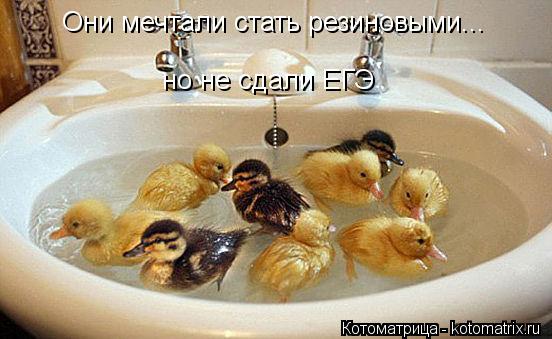 Котоматрица: Они мечтали стать резиновыми... но не сдали ЕГЭ